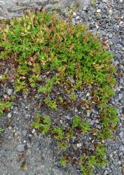 Veronica colostylis. Habit. Waiho Valley, Westland.
 Image: P.J. Garnock-Jones © P.J. Garnock-Jones CC-BY-NC 3.0 NZ